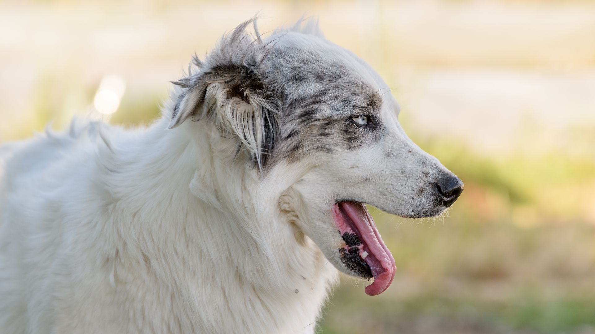 Pyrenean Sheepdog (Smooth Faced)
